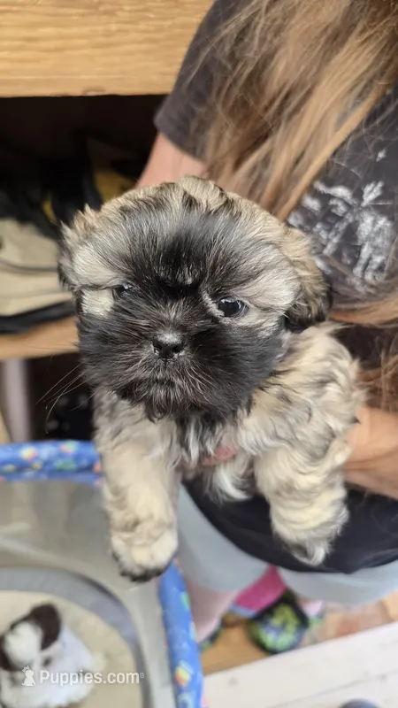 Brownie – Shih Tzu puppy for sale in Grant City, MO
