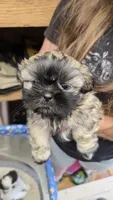 Brownie, a male Shih Tzu for sale in Grant City, MO – Photo 2 of 10