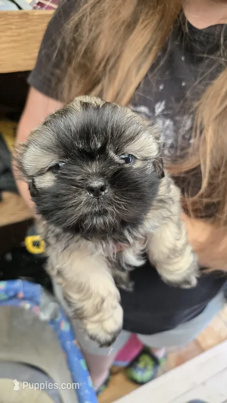 Brownie – Shih Tzu puppy for sale in Grant City, MO