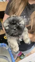 Brownie, a male Shih Tzu for sale in Grant City, MO – Photo 1 of 10