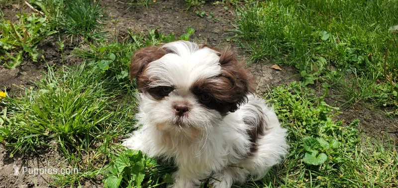 Gus – Shih Tzu puppy for sale in Grant City, MO