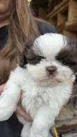 Bruce, a male Shih Tzu for sale in Grant City, MO – Photo 4 of 8