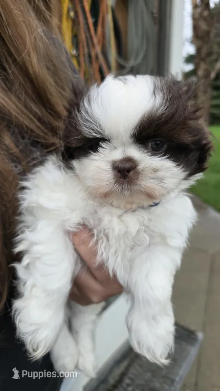 Bruce – Shih Tzu puppy for sale in Grant City, MO