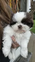 Bruce, a male Shih Tzu for sale in Grant City, MO – Photo 1 of 8