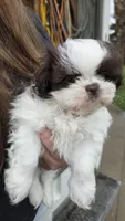 Bruce, a male Shih Tzu for sale in Grant City, MO – Photo 6 of 8