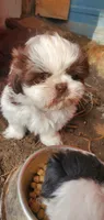Bruce, a male Shih Tzu for sale in Grant City, MO – Photo 3 of 8