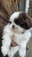 Bruce, a male Shih Tzu for sale in Grant City, MO – Photo 5 of 8