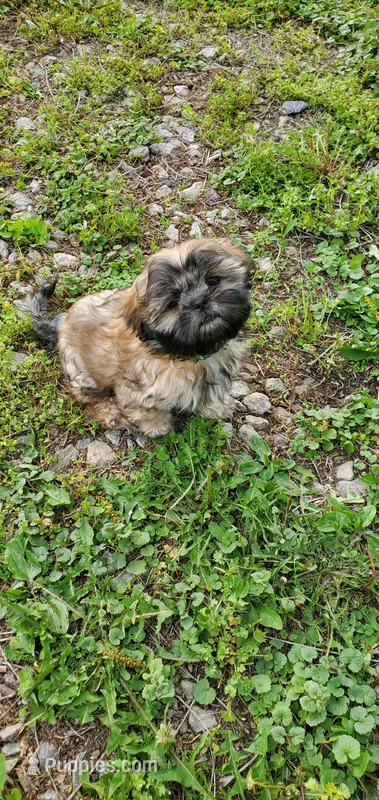 Brownie – Shih Tzu puppy for sale in Grant City, MO