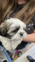 Dotty, a female Shih Tzu for sale in Grant City, MO – Photo 10 of 10