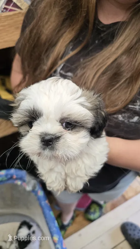 Dotty – Shih Tzu puppy for sale in Grant City, MO