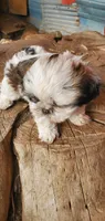 Dotty, a female Shih Tzu for sale in Grant City, MO – Photo 4 of 10
