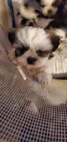 Dotty, a female Shih Tzu for sale in Grant City, MO – Photo 3 of 10