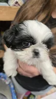Louise, a female Shih Tzu for sale in Grant City, MO – Photo 7 of 7