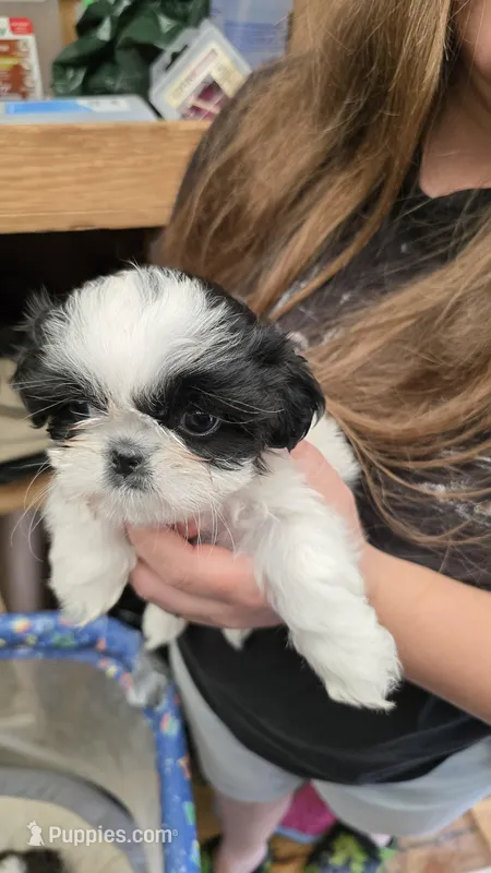 Louise – Shih Tzu puppy for sale in Grant City, MO