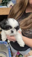 Louise, a female Shih Tzu for sale in Grant City, MO – Photo 6 of 7