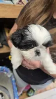 Louise, a female Shih Tzu for sale in Grant City, MO – Photo 3 of 7