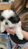 Louise, a female Shih Tzu for sale in Grant City, MO – Photo 4 of 7