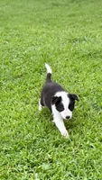 Indy, a male Border Collie for sale in Petersburg, VA – 3 of 3