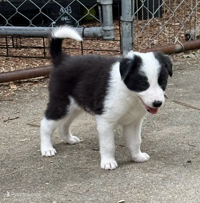 Indy – Border Collie puppy for sale in Petersburg, VA
