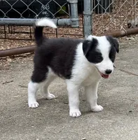 Indy, a male Border Collie for sale in Petersburg, VA – 1 of 3