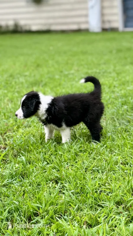 Fern – Border Collie puppy for sale in Petersburg, VA