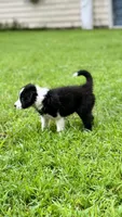 Fern, a female Border Collie for sale in Petersburg, VA – 1 of 3
