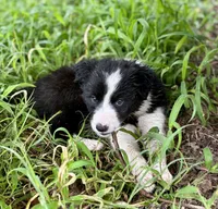 Fern, a female Border Collie for sale in Petersburg, VA – 3 of 3