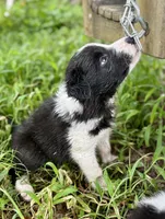 Fern, a female Border Collie for sale in Petersburg, VA – 2 of 3
