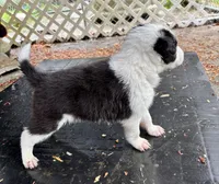 Indy, a male Border Collie for sale in Petersburg, VA – 2 of 3