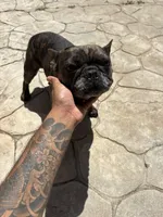 pluto, a male French Bulldog for sale in Pembroke Pines, FL – 4 of 6