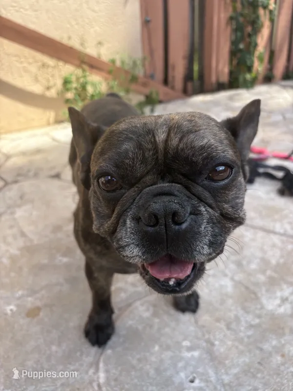 pluto – French Bulldog puppy for sale in Pembroke Pines, FL