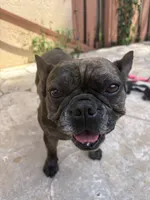 pluto, a male French Bulldog for sale in Pembroke Pines, FL – 1 of 6