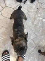pluto, a male French Bulldog for sale in Pembroke Pines, FL – 3 of 6
