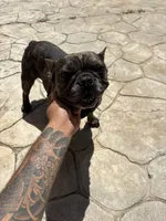 pluto, a male French Bulldog for sale in Pembroke Pines, FL – 5 of 6