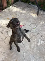 pluto, a male French Bulldog for sale in Pembroke Pines, FL – 2 of 6