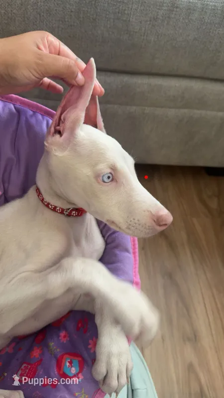 Red – Doberman Pinscher puppy for sale in Irvine, CA