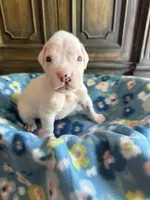 Olaf, a male Boxer for sale in West Frankfort, IL – 4 of 6
