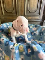 Kristoff, a male Boxer for sale in West Frankfort, IL – 5 of 6