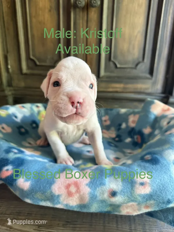 Kristoff – Boxer puppy for sale in West Frankfort, IL