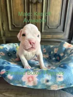 Kristoff, a male Boxer for sale in West Frankfort, IL – 1 of 6