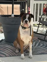 Sven, a male Boxer for sale in West Frankfort, IL – 3 of 6