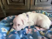 Sven, a male Boxer for sale in West Frankfort, IL – 2 of 6