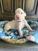 Sven, a male Boxer for sale in West Frankfort, IL – 6 of 6