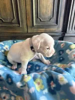 Olaf, a male Boxer for sale in West Frankfort, IL – 5 of 6