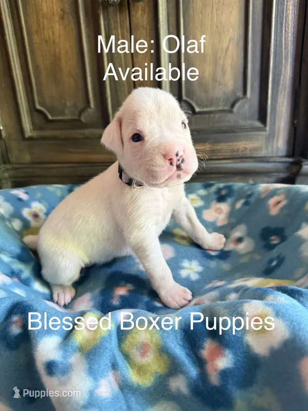 Olaf – Boxer puppy for sale in West Frankfort, IL