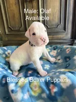 Olaf, a male Boxer for sale in West Frankfort, IL – 1 of 6
