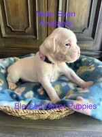 Sven, a male Boxer for sale in West Frankfort, IL – 1 of 6