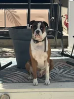 Kristoff, a male Boxer for sale in West Frankfort, IL – 3 of 6