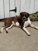 Kristoff, a male Boxer for sale in West Frankfort, IL – 4 of 6