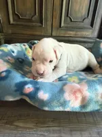Kristoff, a male Boxer for sale in West Frankfort, IL – 2 of 6
